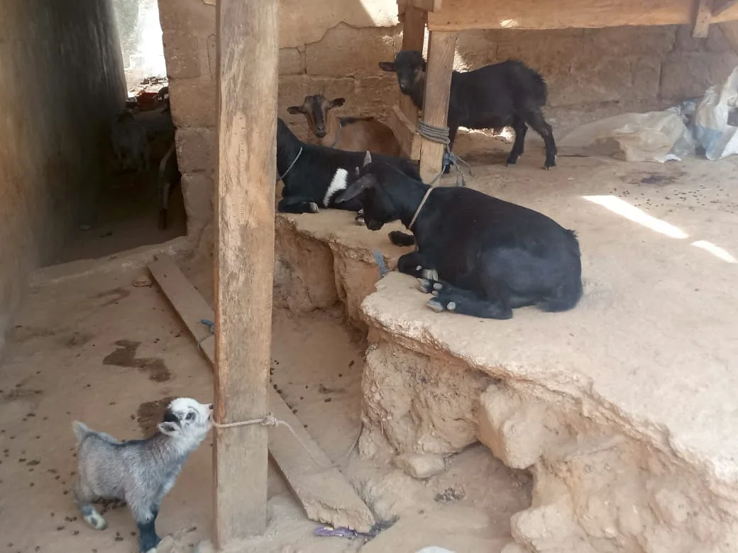 Les jeunes en AGR à Badou sont suivis